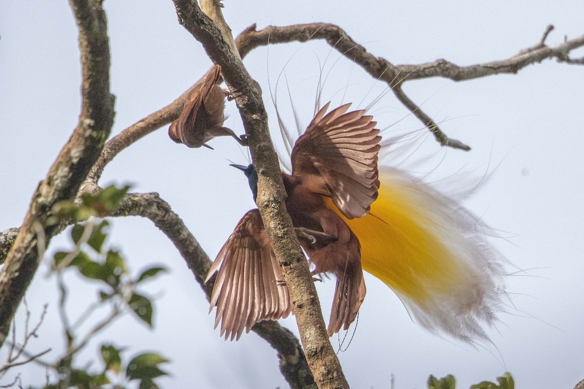 Greater Bird-of-Paradise - ML106931211