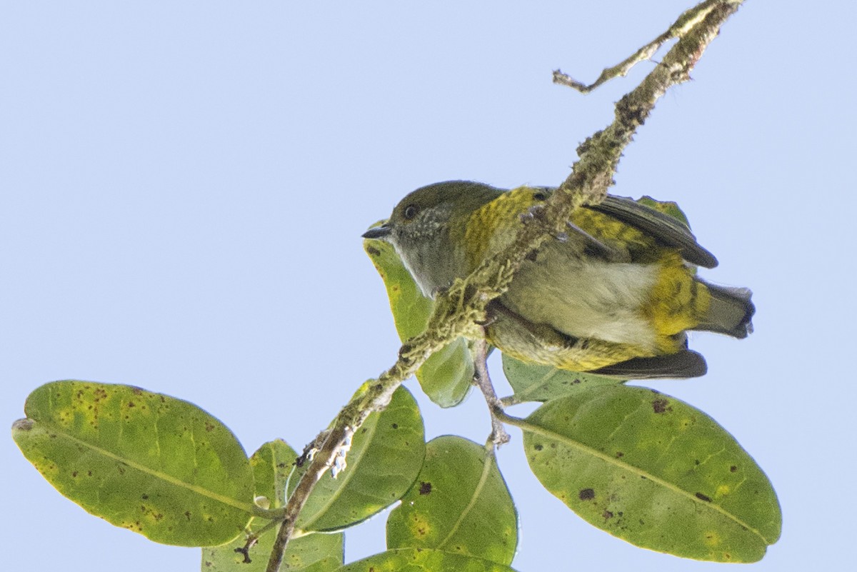 Tit Berrypecker - ML106931501