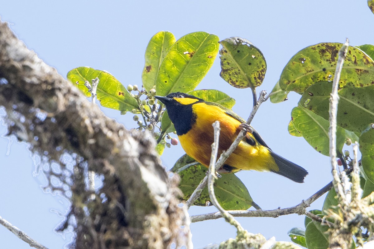 Tit Berrypecker - ML106931521