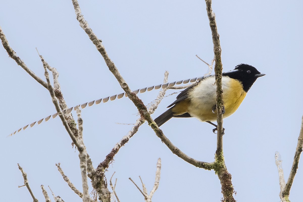 Wimpelträger-Paradiesvogel - ML106931681