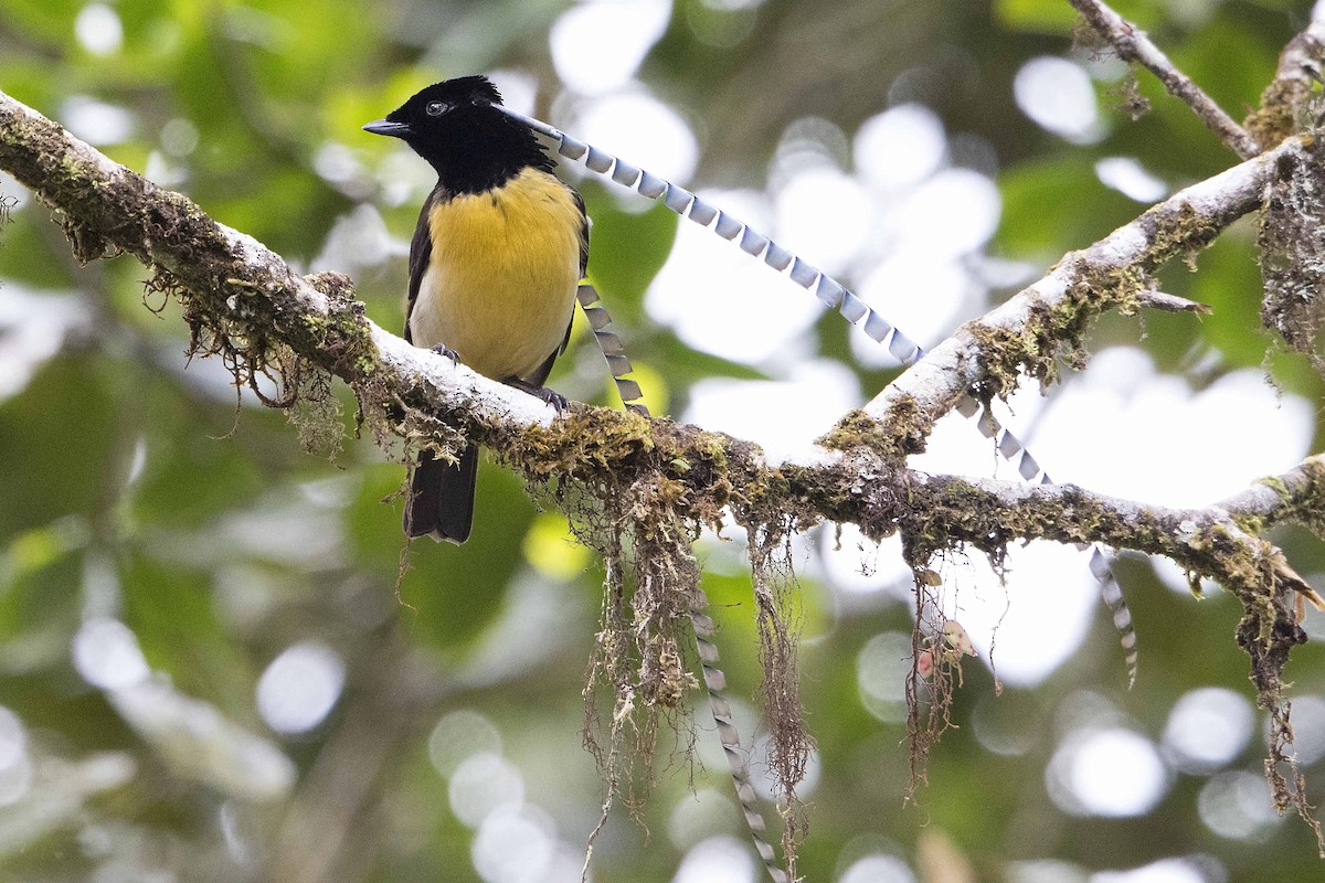 King-of-Saxony Bird-of-Paradise - ML106931691