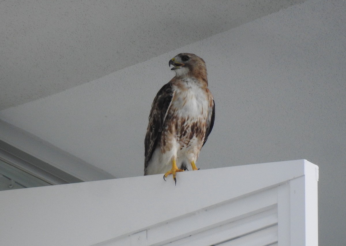 Red-tailed Hawk - ML106931881