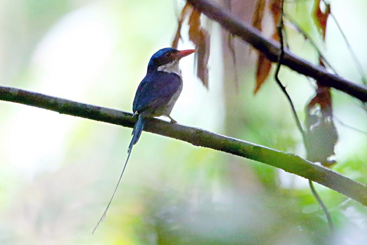 Little Paradise-Kingfisher - ML106932151