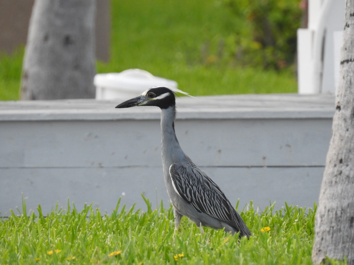 Yellow-crowned Night Heron - ML106932251