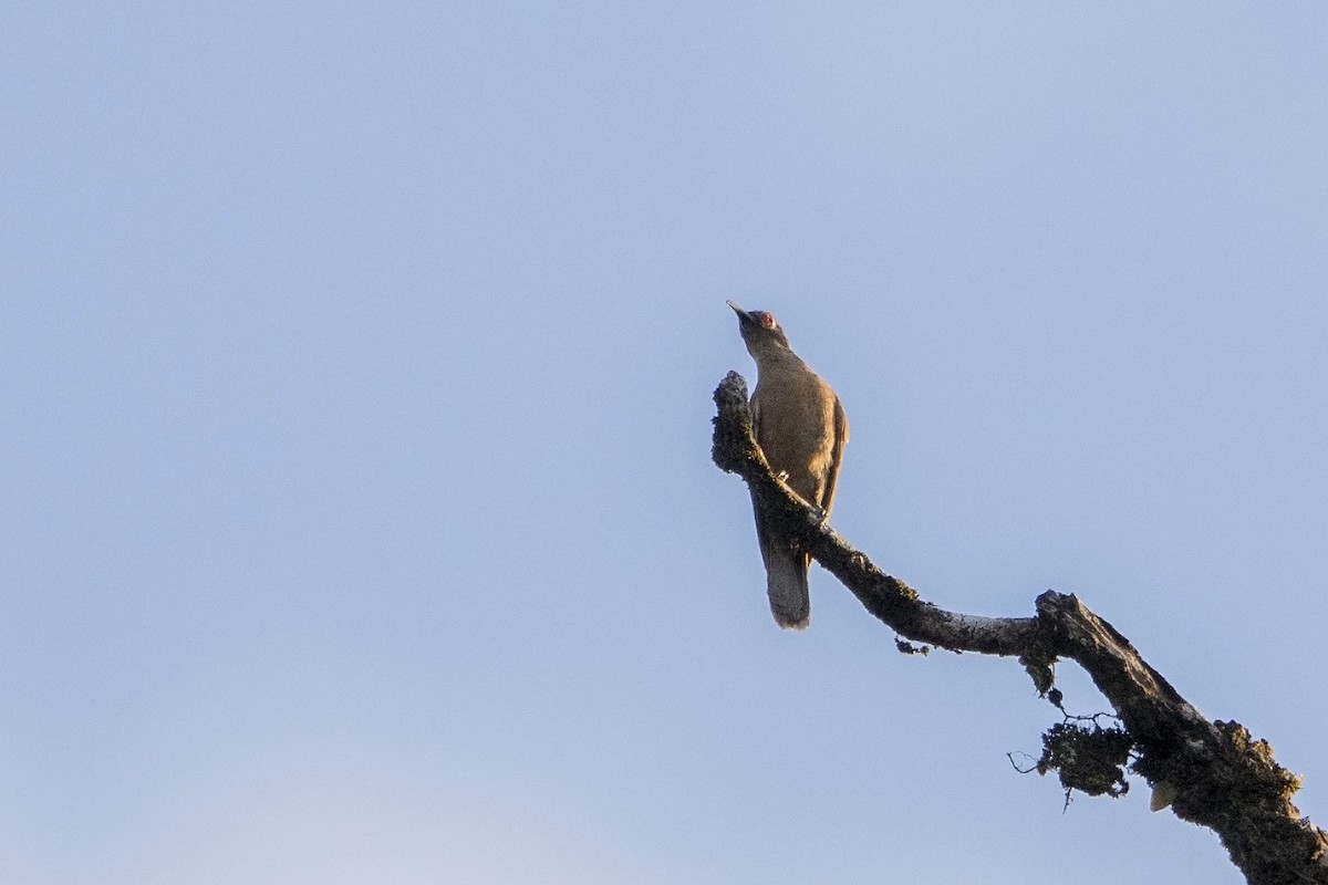 Long-billed Cuckoo - Bradley Hacker 🦜