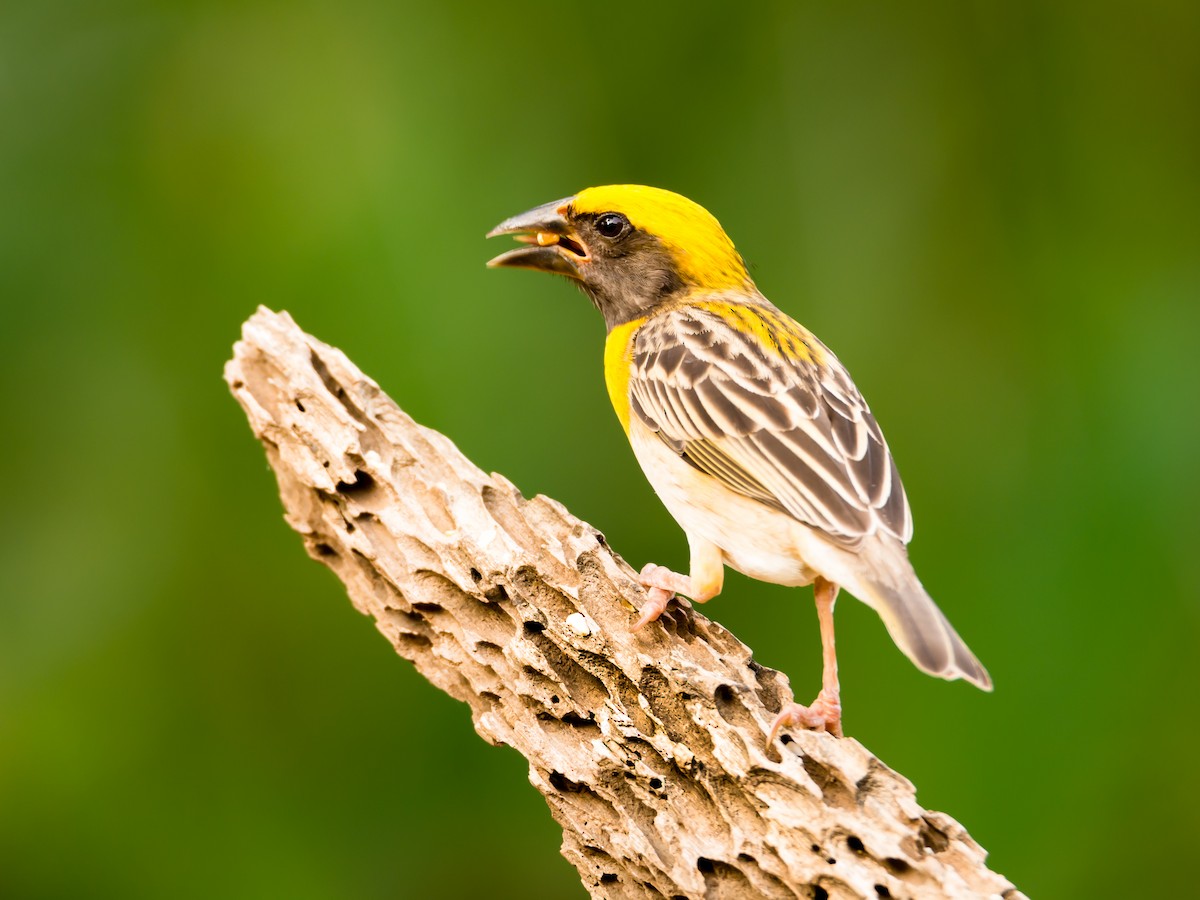 Baya Weaver - ML106932591