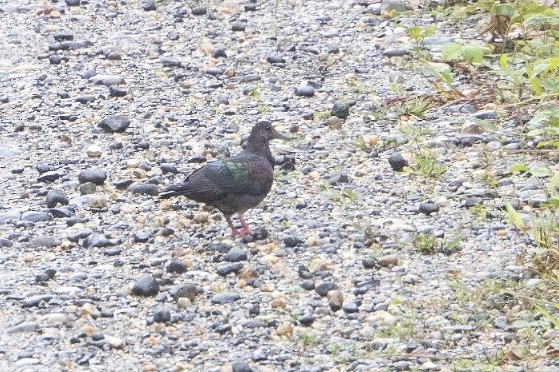 New Guinea Bronzewing - ML106932911