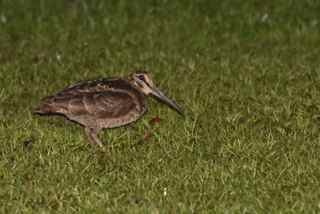 Amami Woodcock - ML106933351