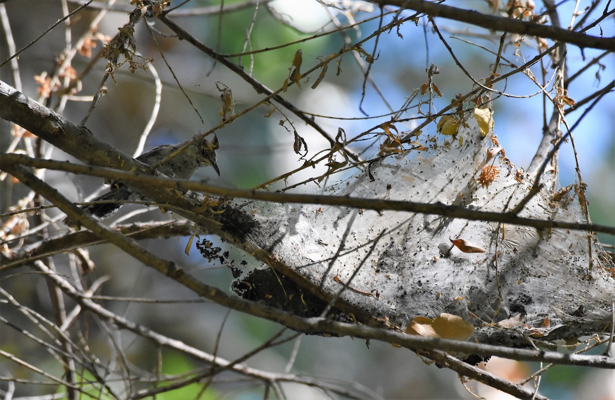 Bewick's Wren (mexicanus Group) - ML106934051