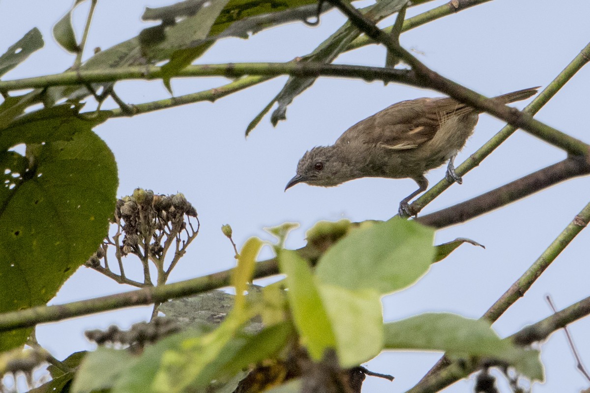 Plain Honeyeater - Bradley Hacker 🦜