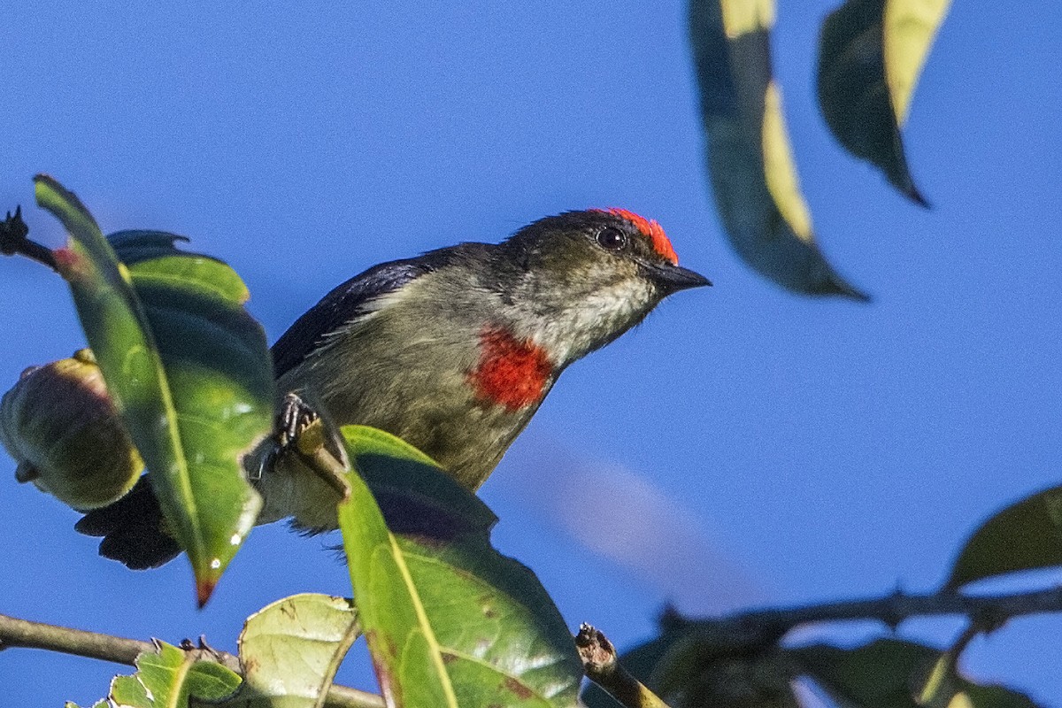 Red-capped Flowerpecker - Bradley Hacker 🦜