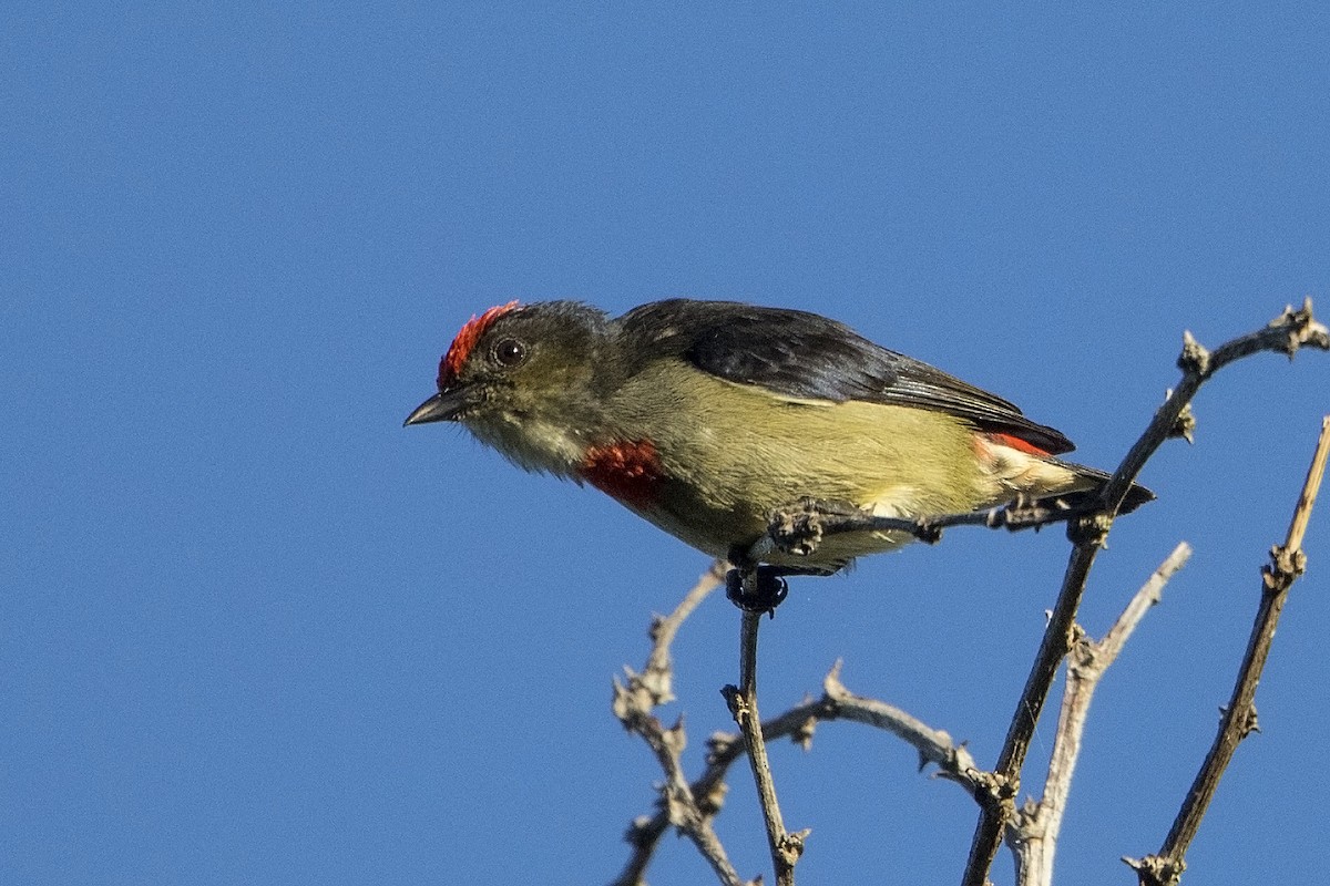 Red-capped Flowerpecker - Bradley Hacker 🦜