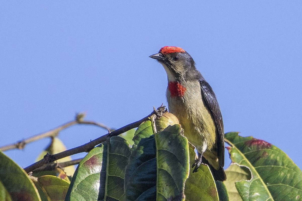 Red-capped Flowerpecker - Bradley Hacker 🦜