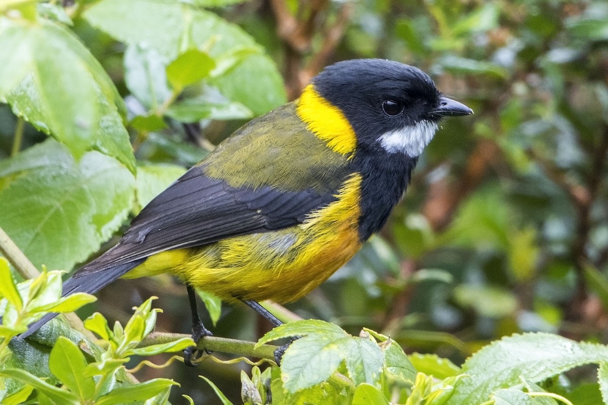 Regent Whistler - Bradley Hacker 🦜