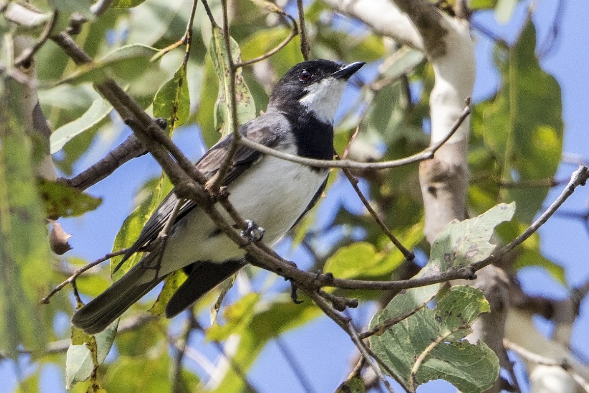 White-bellied Whistler - Bradley Hacker 🦜