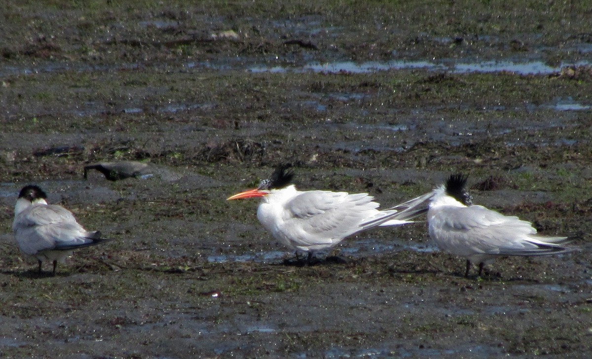 Elegant Tern - ML106935901