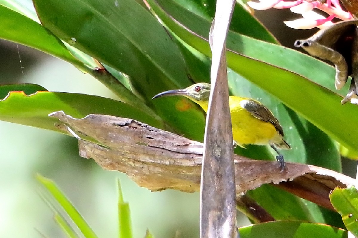 Toxoramphe à ventre jaune - ML106936021