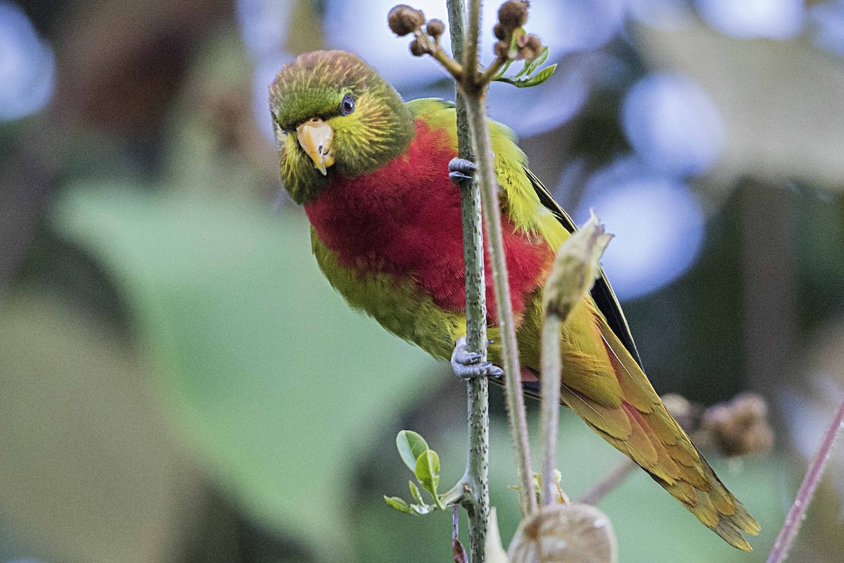 Yellow-billed Lorikeet - Bradley Hacker 🦜