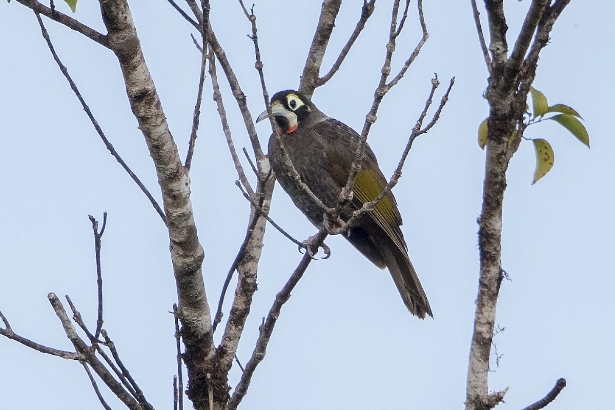 Yellow-browed Melidectes - ML106936171