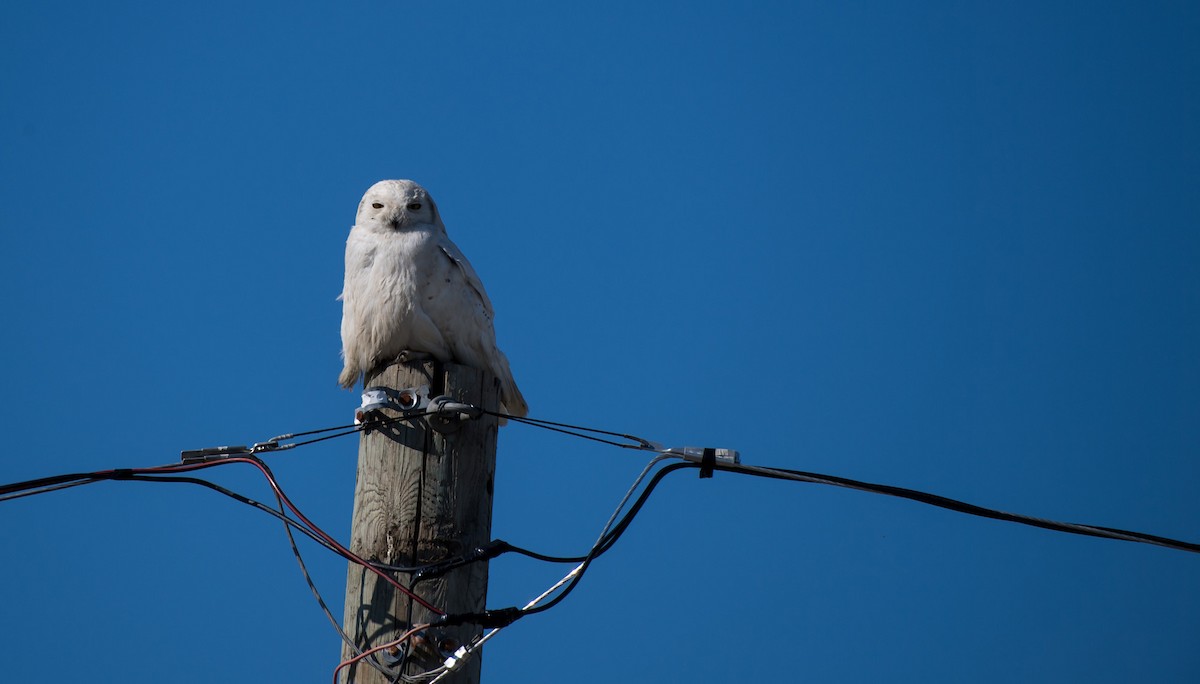 Snowy Owl - ML106937451