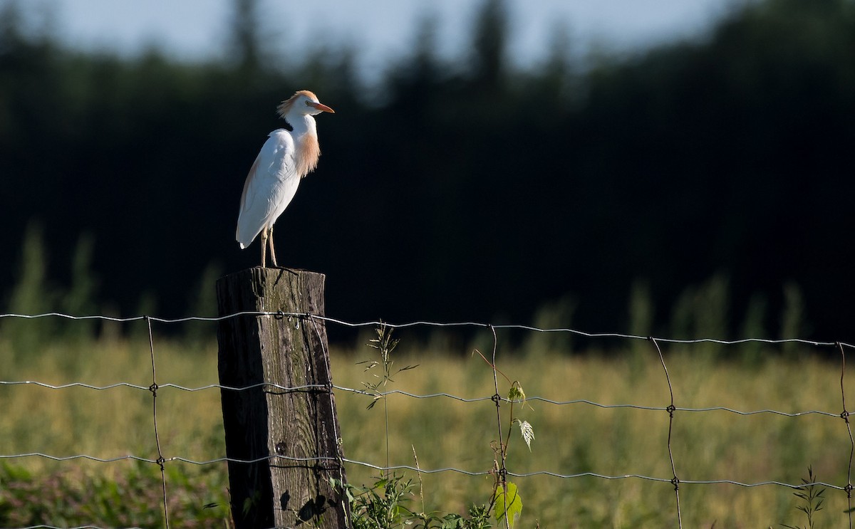 Western Cattle Egret - ML106937821