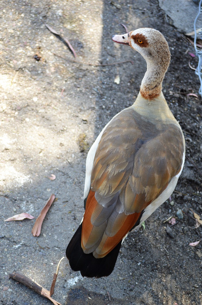 Egyptian Goose - ML106939141