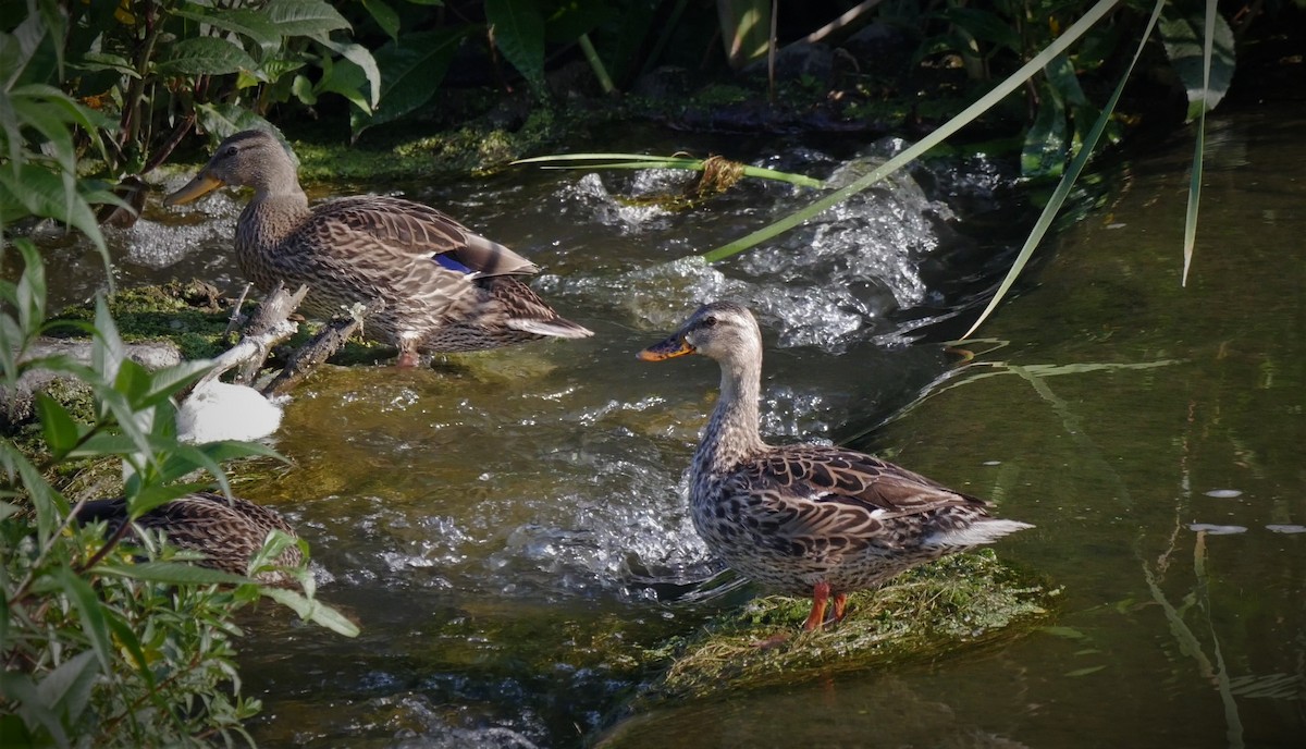 Canard colvert - ML106939541