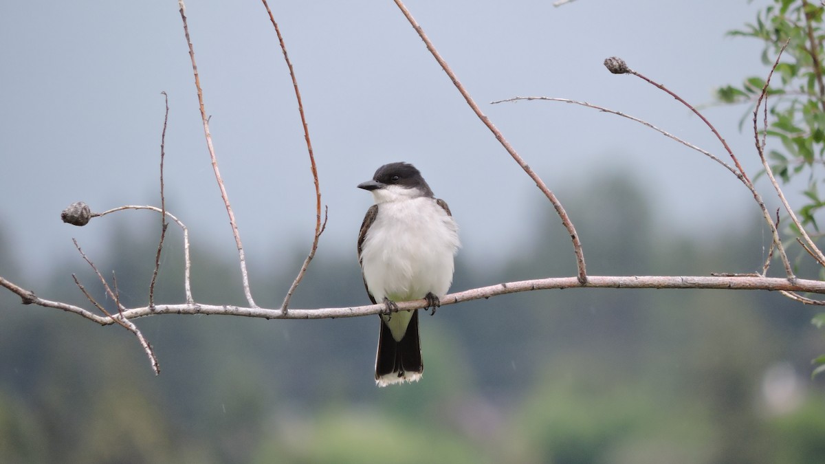 Eastern Kingbird - ML106940031