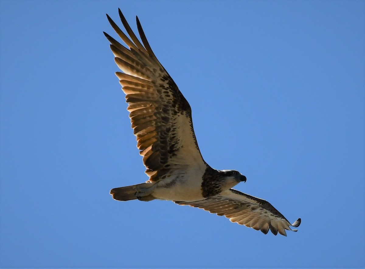 Osprey - ML106940291