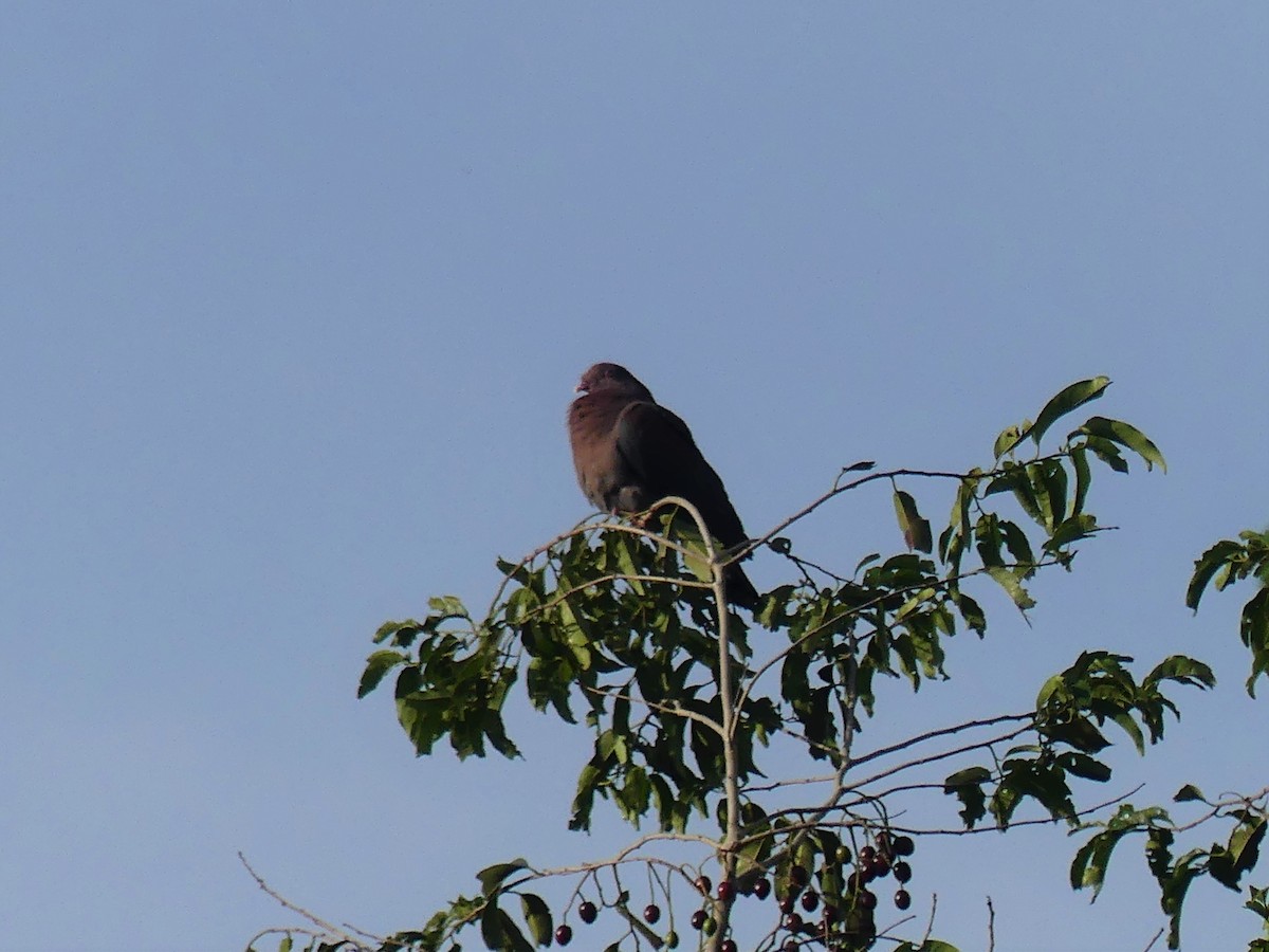 Pigeon à bec rouge - ML106940791