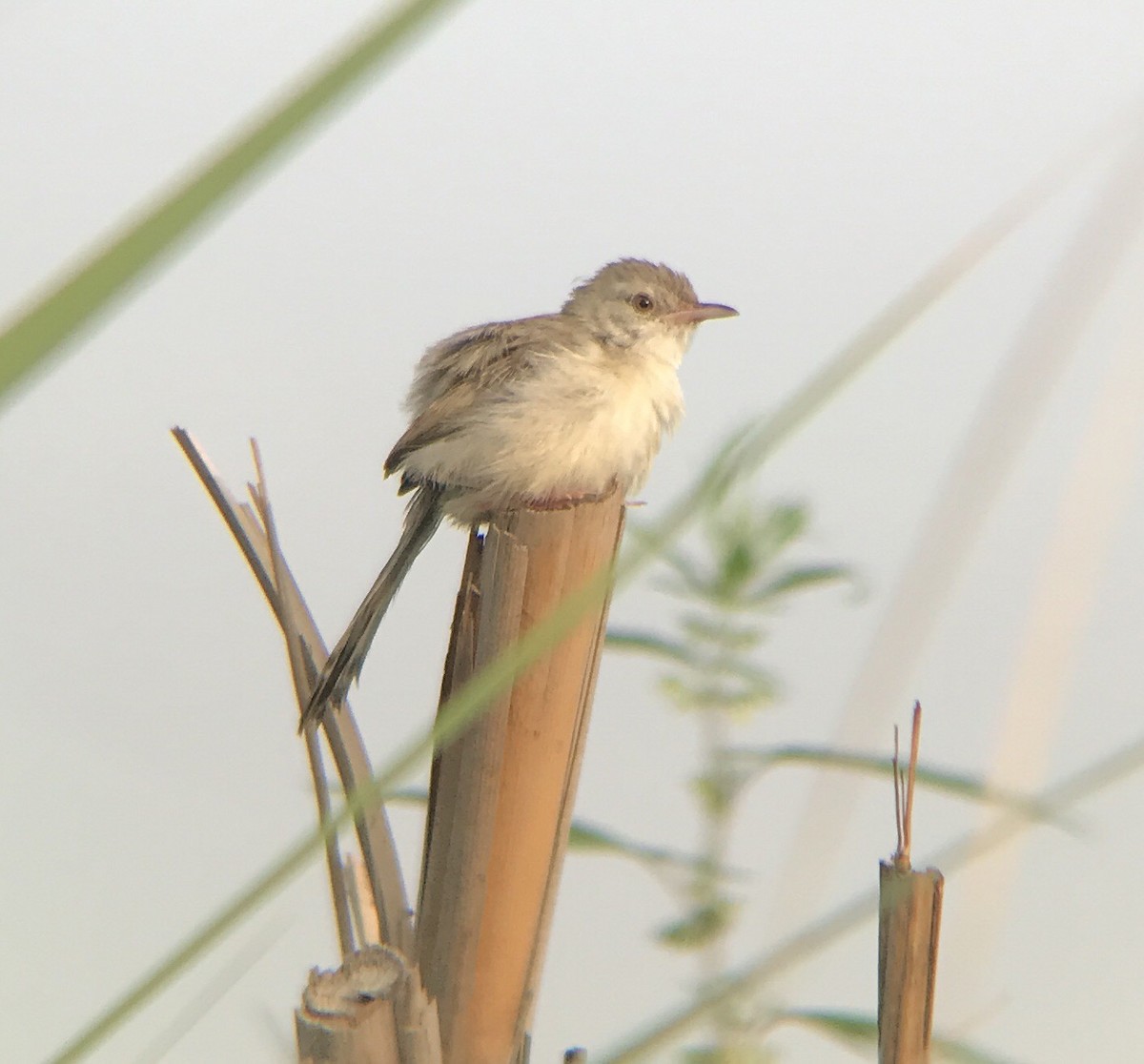 Delicate Prinia - ML106941481