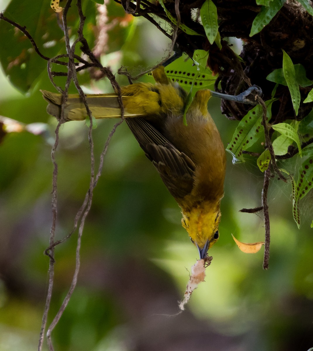 Puerto Rican Oriole - ML106941541