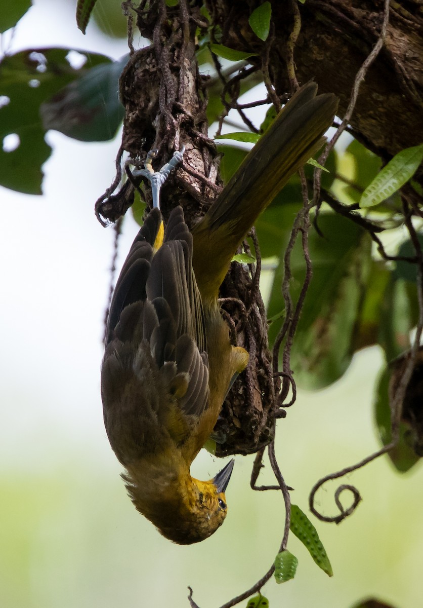 Puerto Rican Oriole - ML106941561