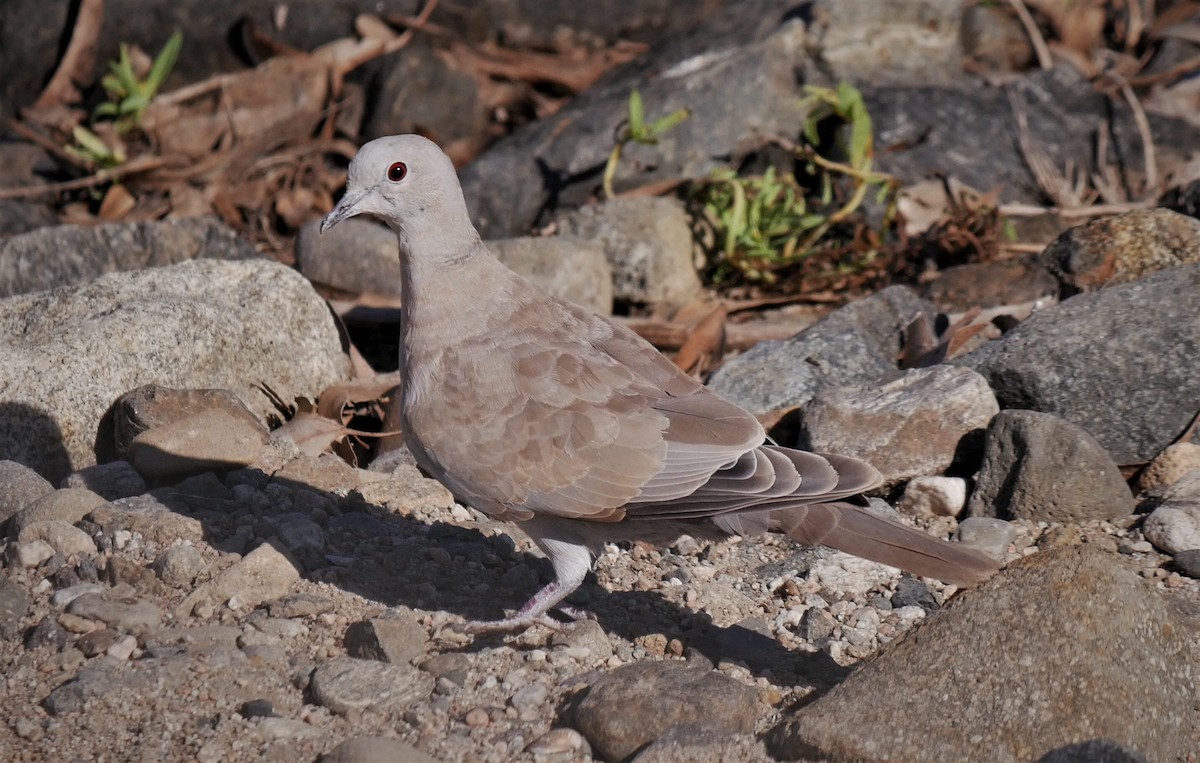 Eurasian Collared-Dove - ML106941621