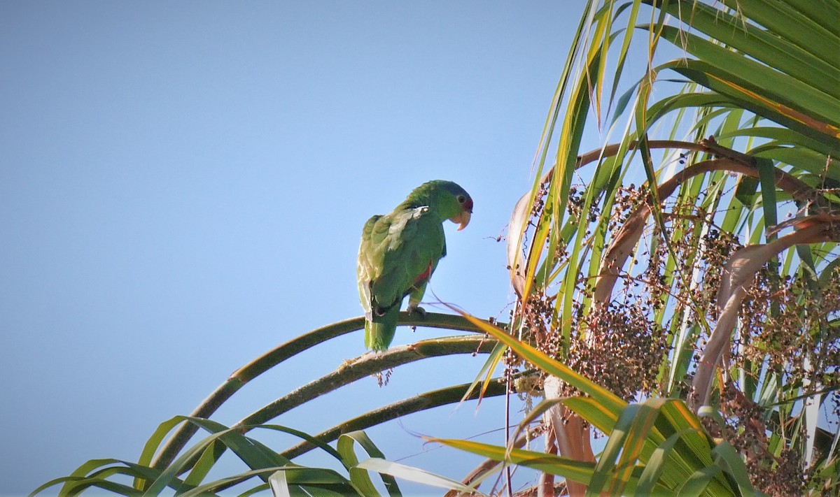 Red-crowned Parrot - ML106941731