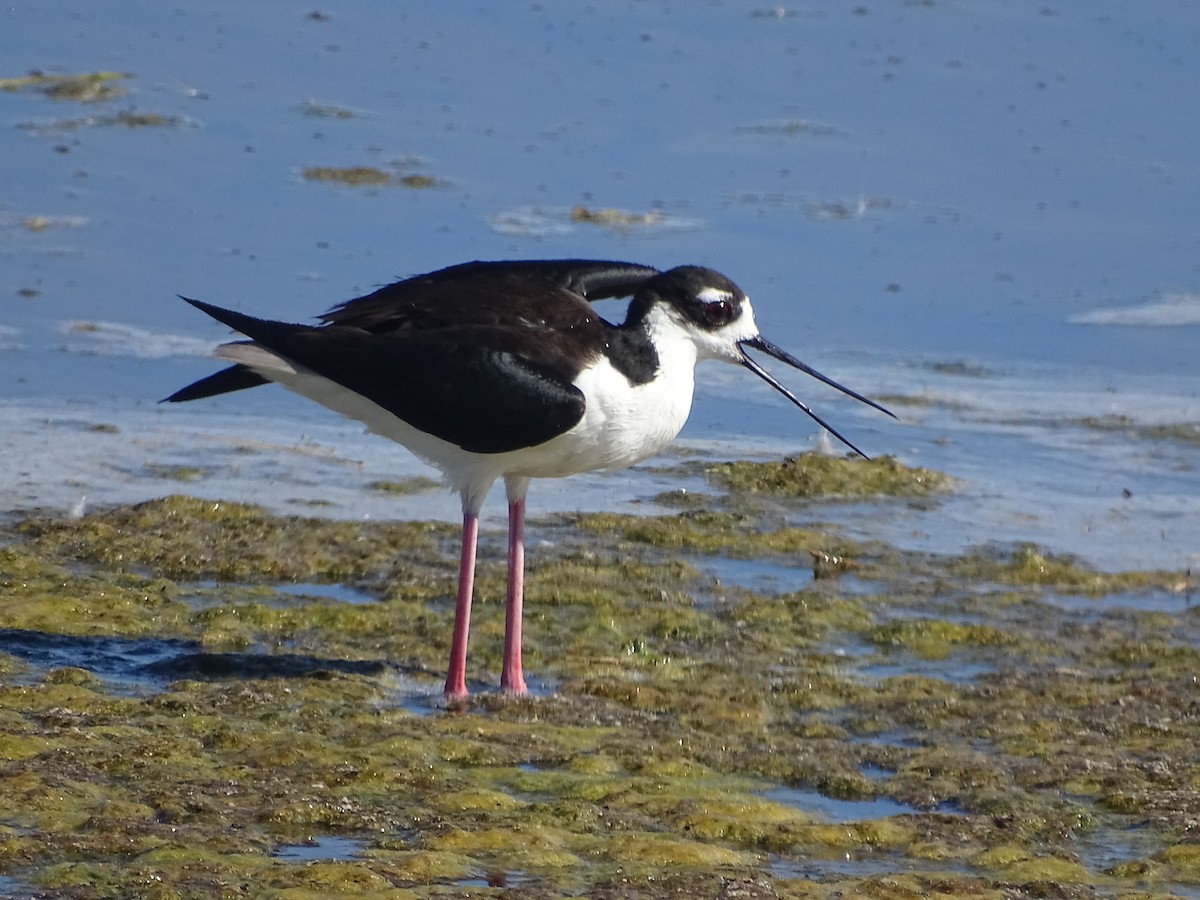 Black-necked Stilt (Black-necked) - ML106941931