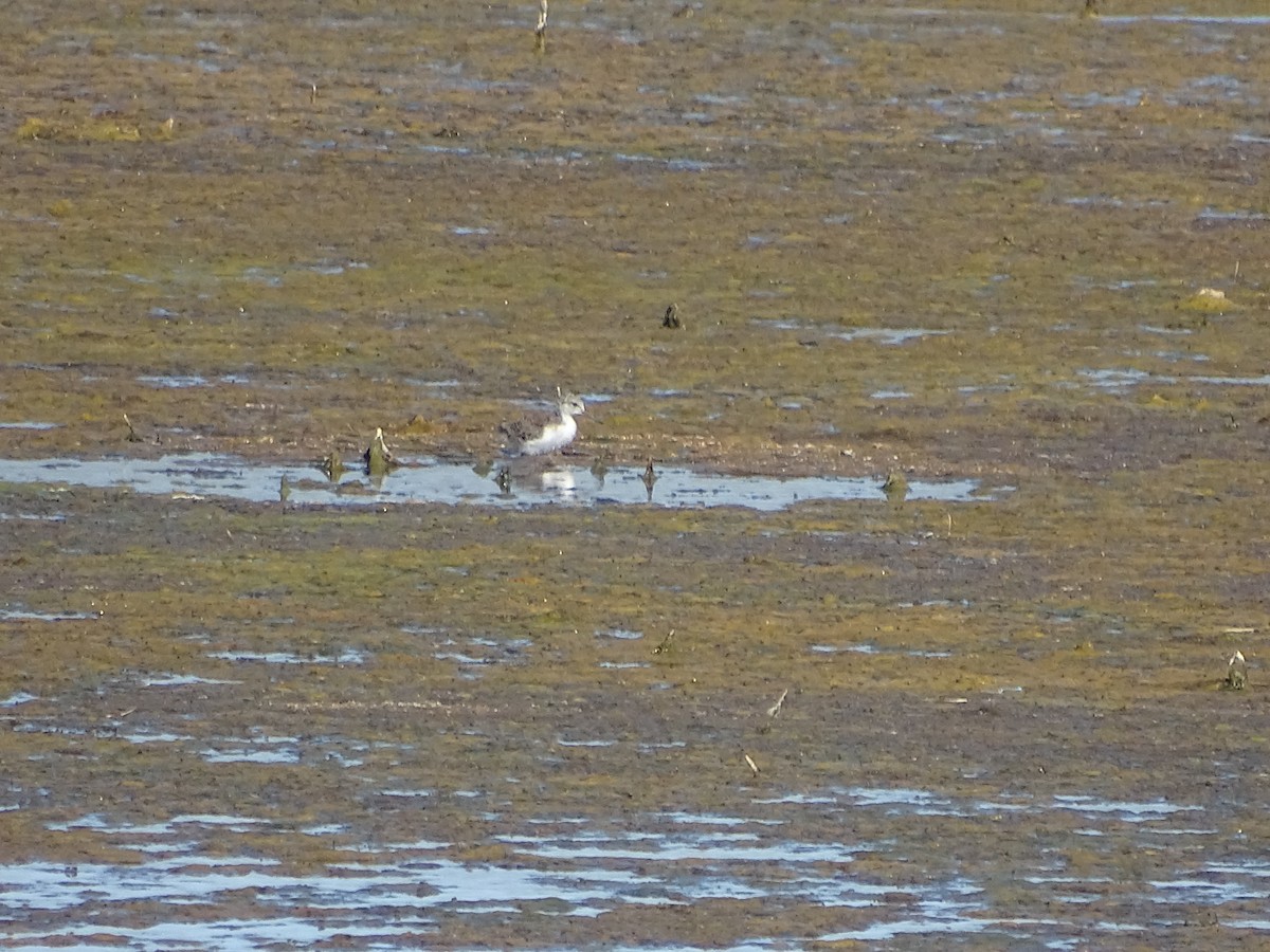 Black-necked Stilt (Black-necked) - ML106941991