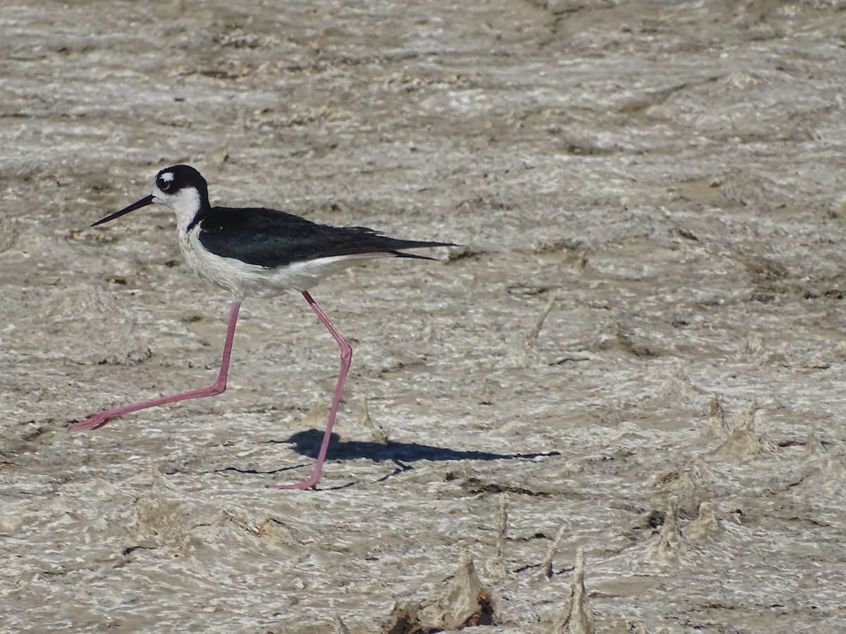 Black-necked Stilt (Black-necked) - ML106942001