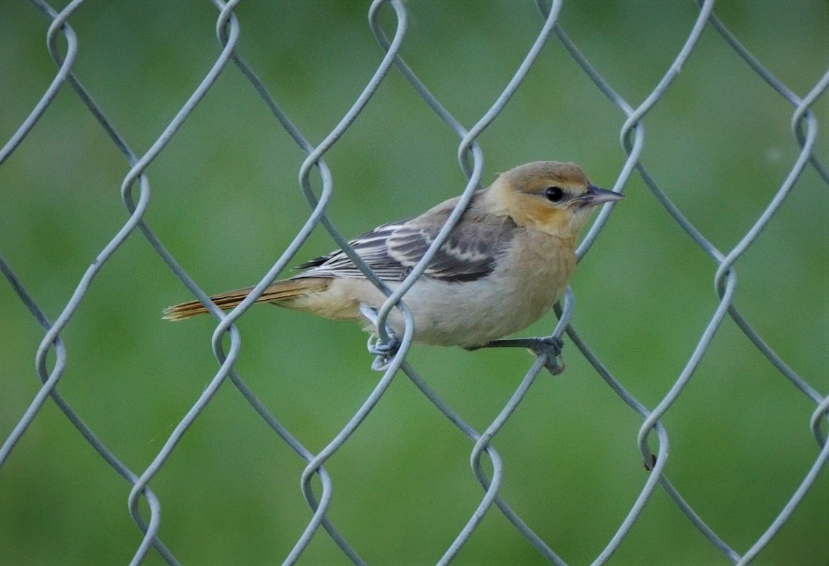 Bullock's Oriole - ML106942351