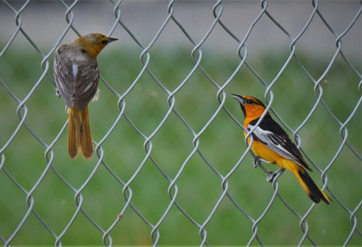 Bullock's Oriole - ML106942361