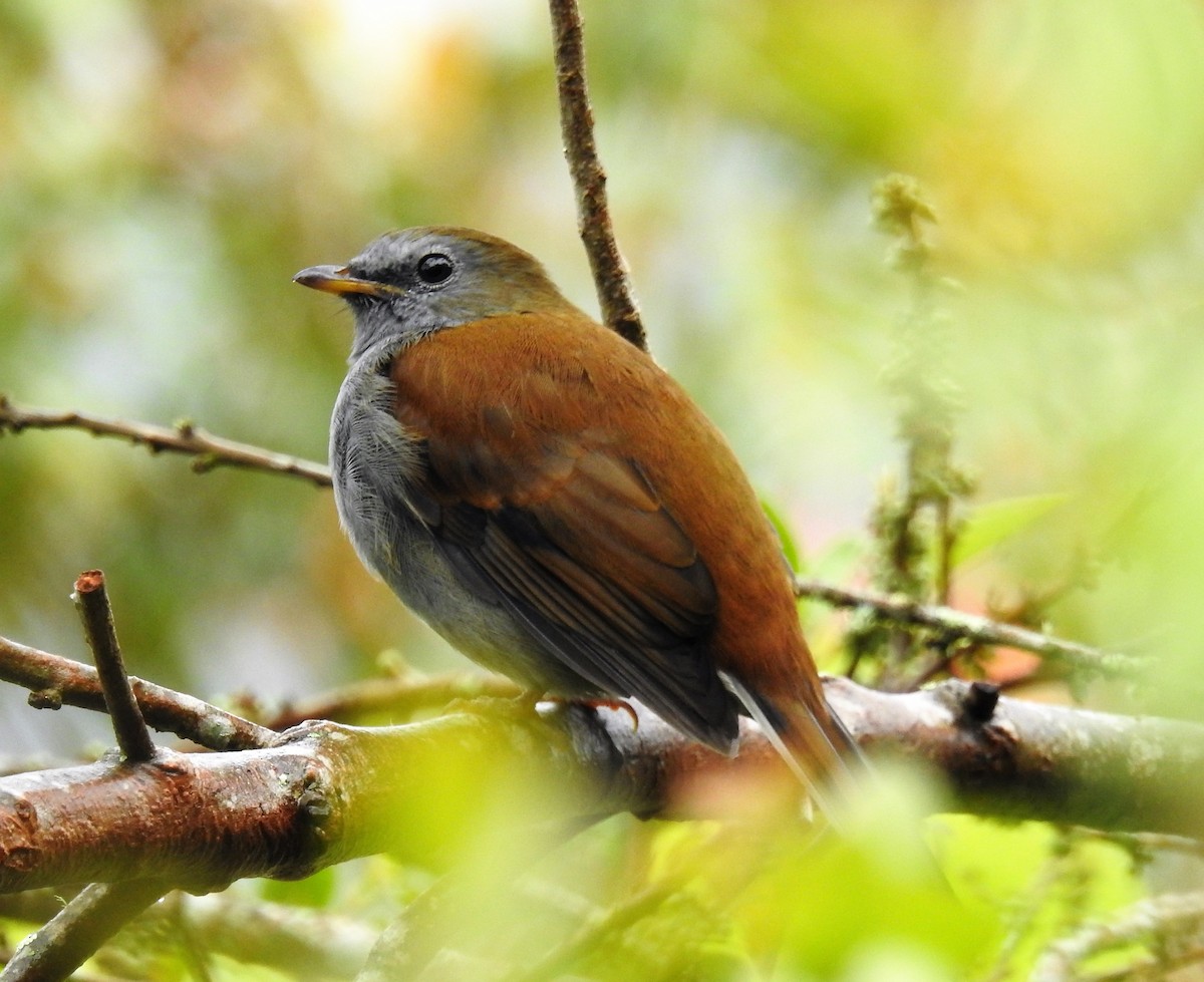 Andean Solitaire - vicky meissner