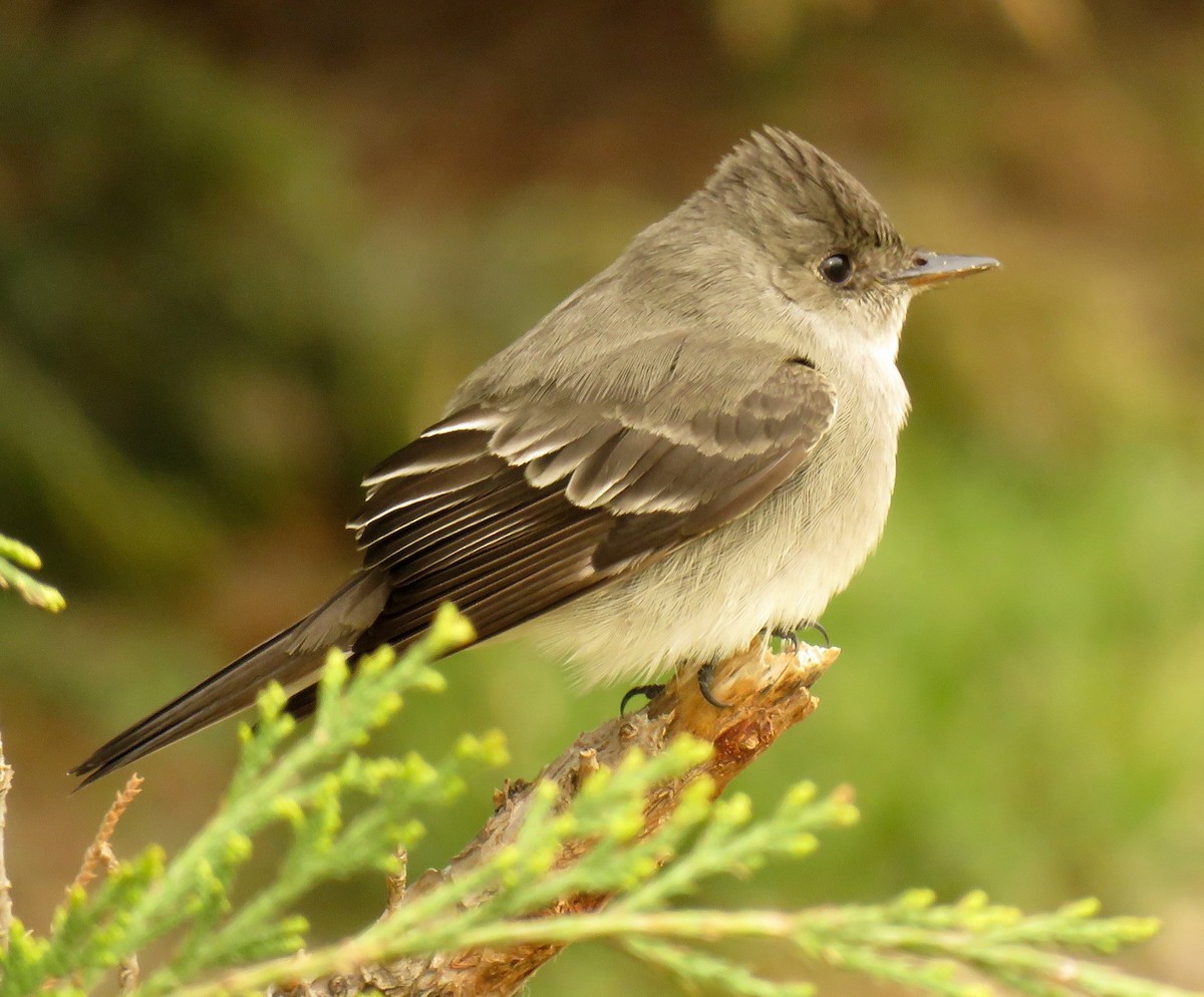 Western Wood-Pewee - ML106944031