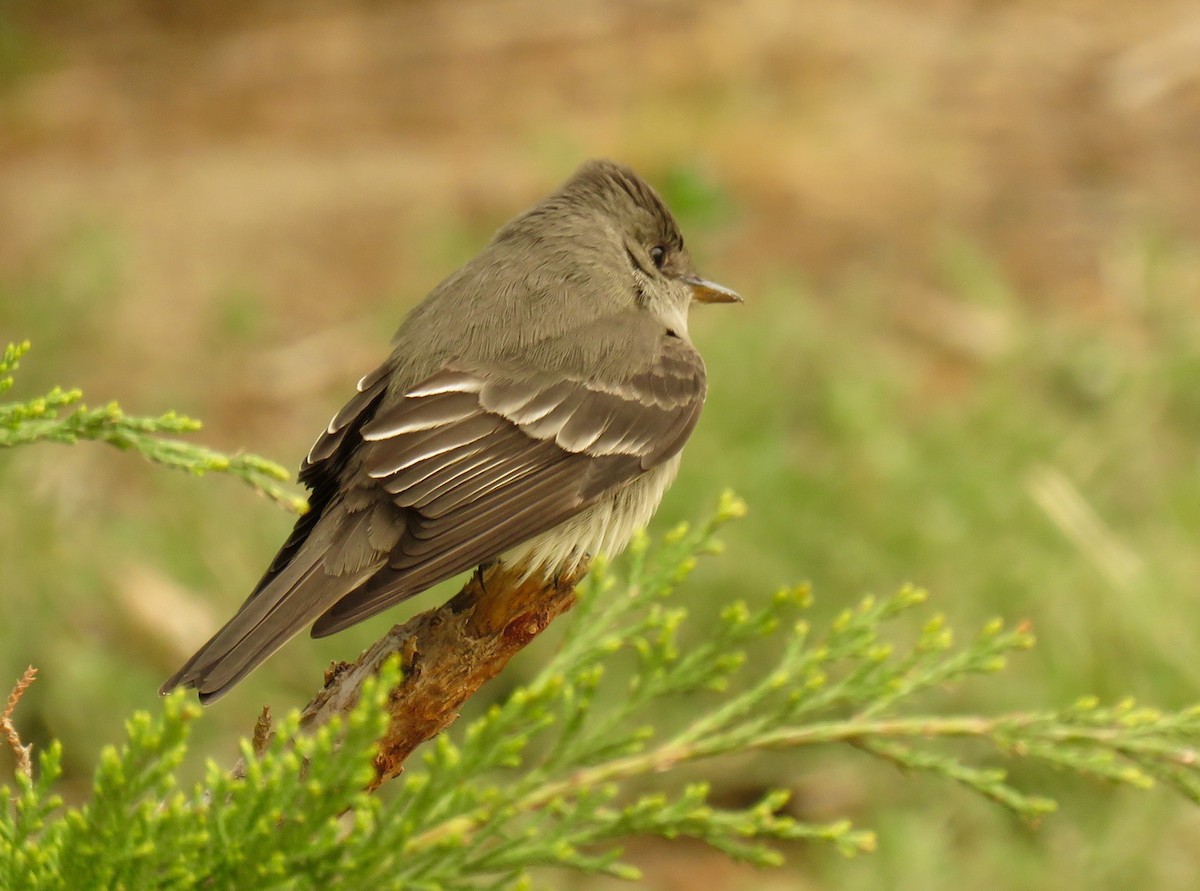 Western Wood-Pewee - ML106944041