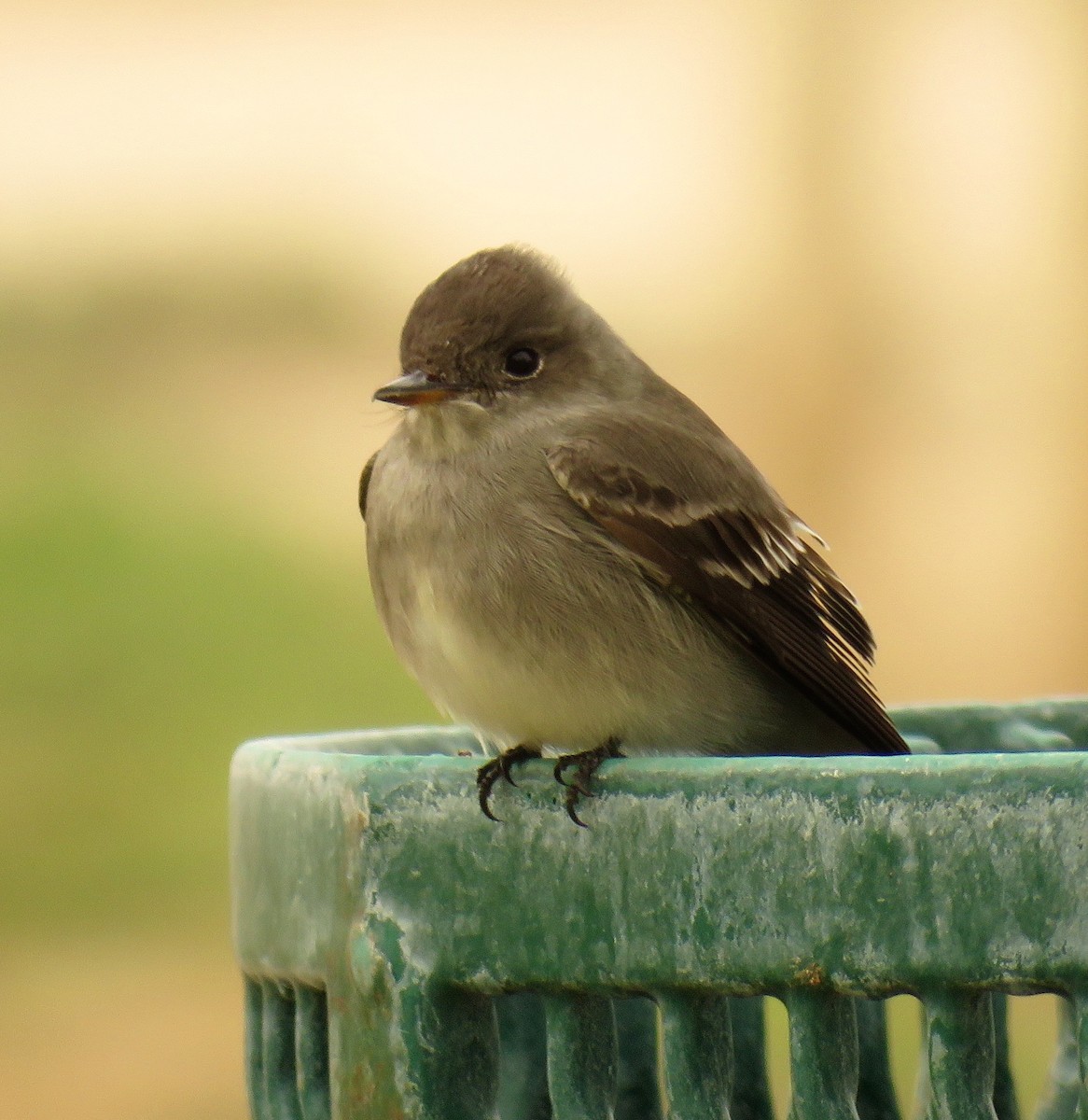 Western Wood-Pewee - ML106944051