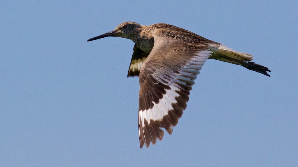 Chevalier semipalmé (inornata) - ML106944071