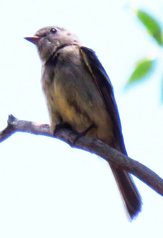 Dusky Flycatcher - ML106946801