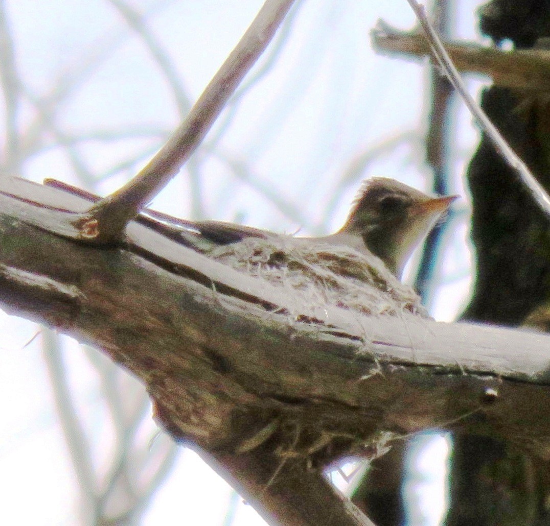 Dusky Flycatcher - ML106946811