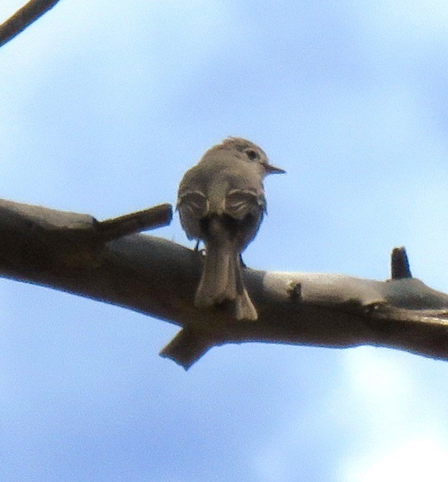 Dusky Flycatcher - ML106946821