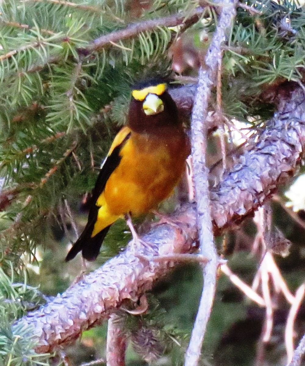 Evening Grosbeak - ML106947081