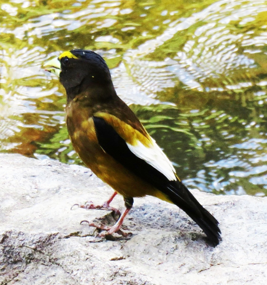 Evening Grosbeak - ML106947091